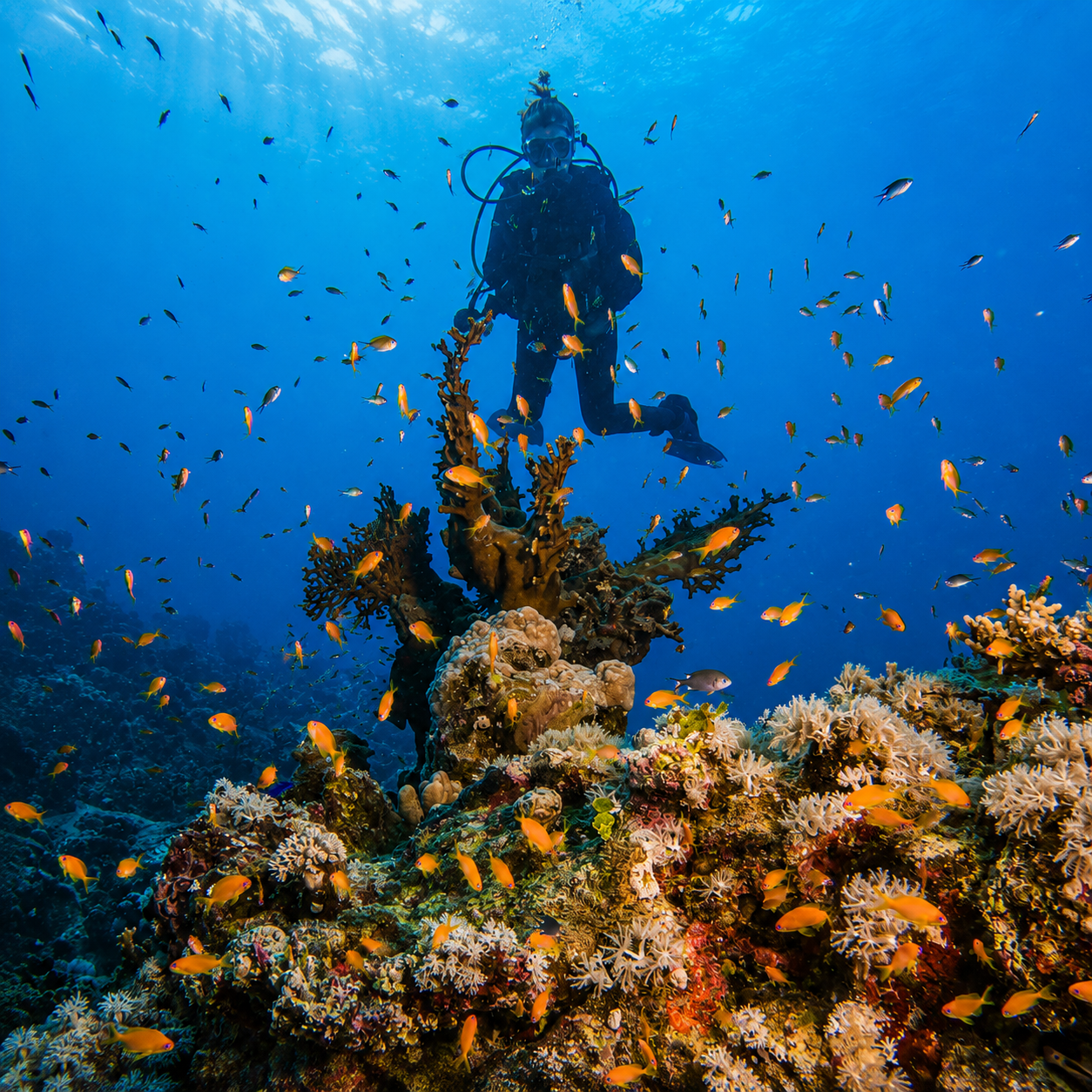 Diver exploring a Red Sea reef with Blue Ocean